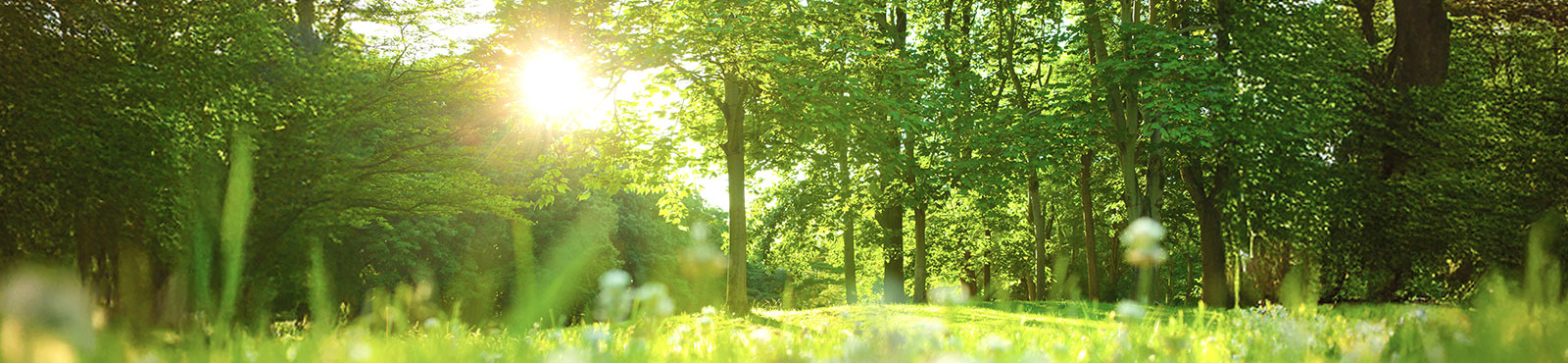 再エネプロジェクト支援業務